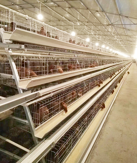 poultry farming equipment supplier for layer chicken cage, broiler chicken cage, battery cage, chicken cage, hen coop, pullet chicken cage 6