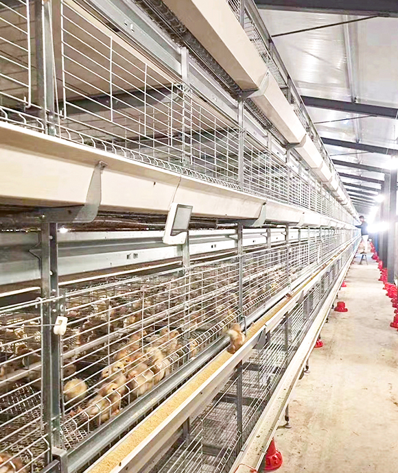 pullet chicken cage for poultry farm from Demeter Machinery2