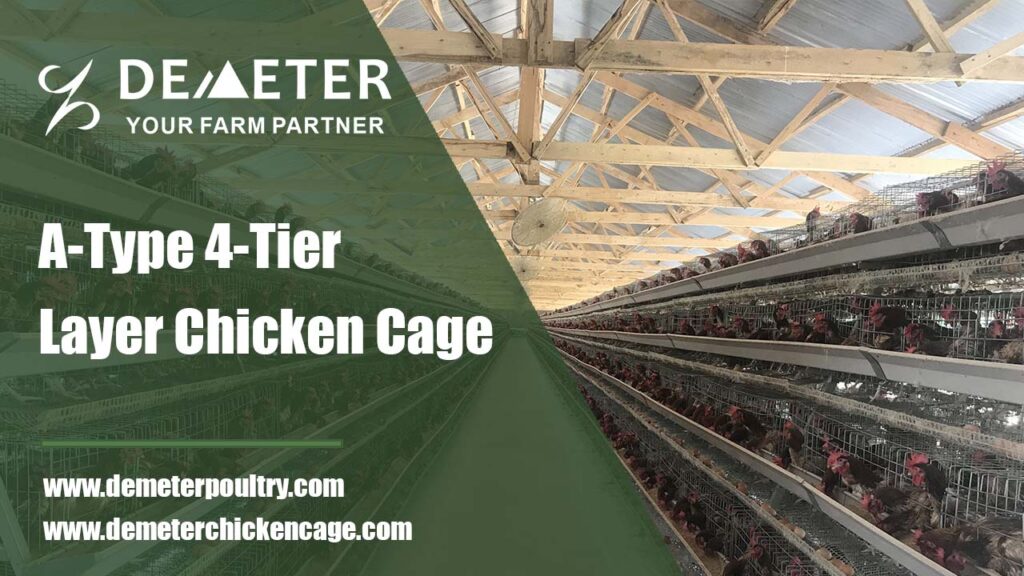 120 layer chicken cage