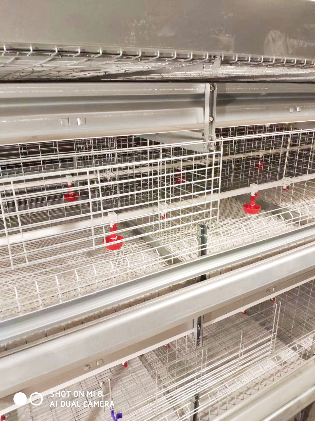 PULLET CHICKEN CAGE