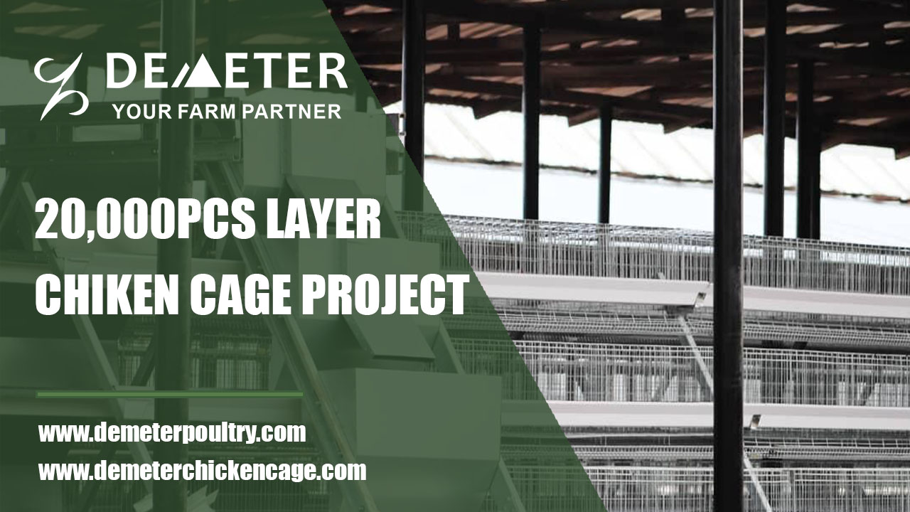 20,000PCS Layer Chicken Cage Project In Ogun Nigeria