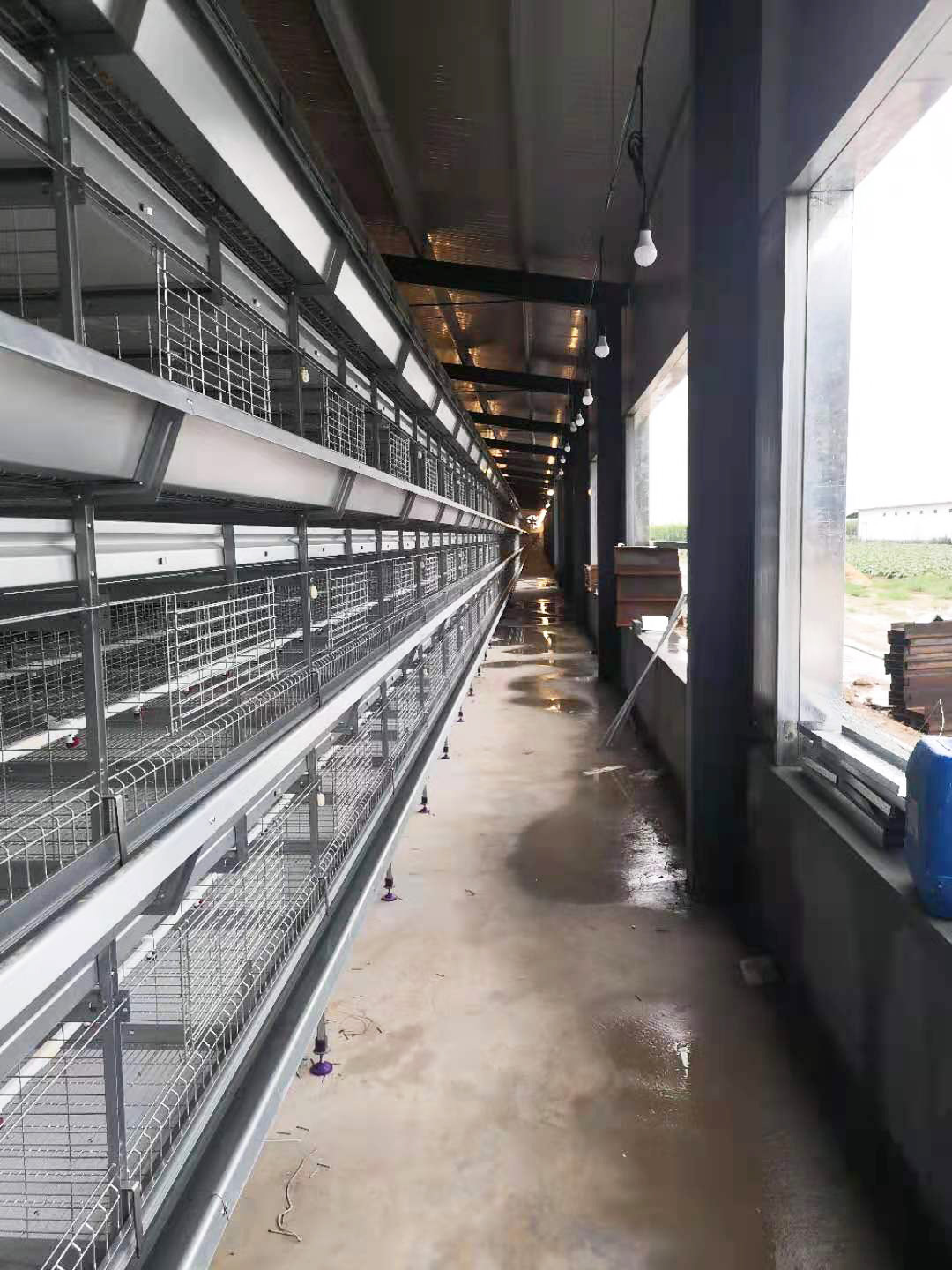 PULLET CHICKEN CAGE