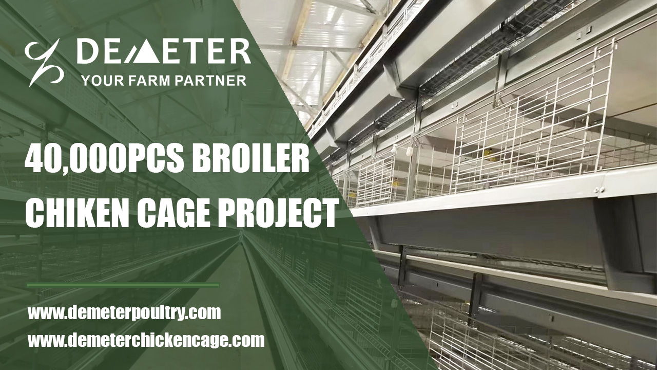 40,000PCS Broiler Chicken Cage Project In Warsaw Poland 1