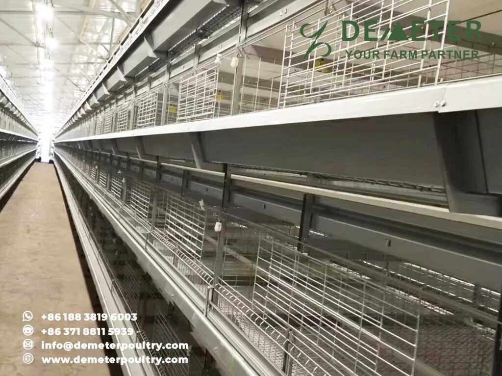 40,000PCS Broiler Chicken Cage Project In Warsaw Poland 2