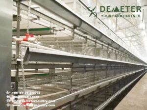 40,000PCS Broiler Chicken Cage Project In Warsaw Poland 4