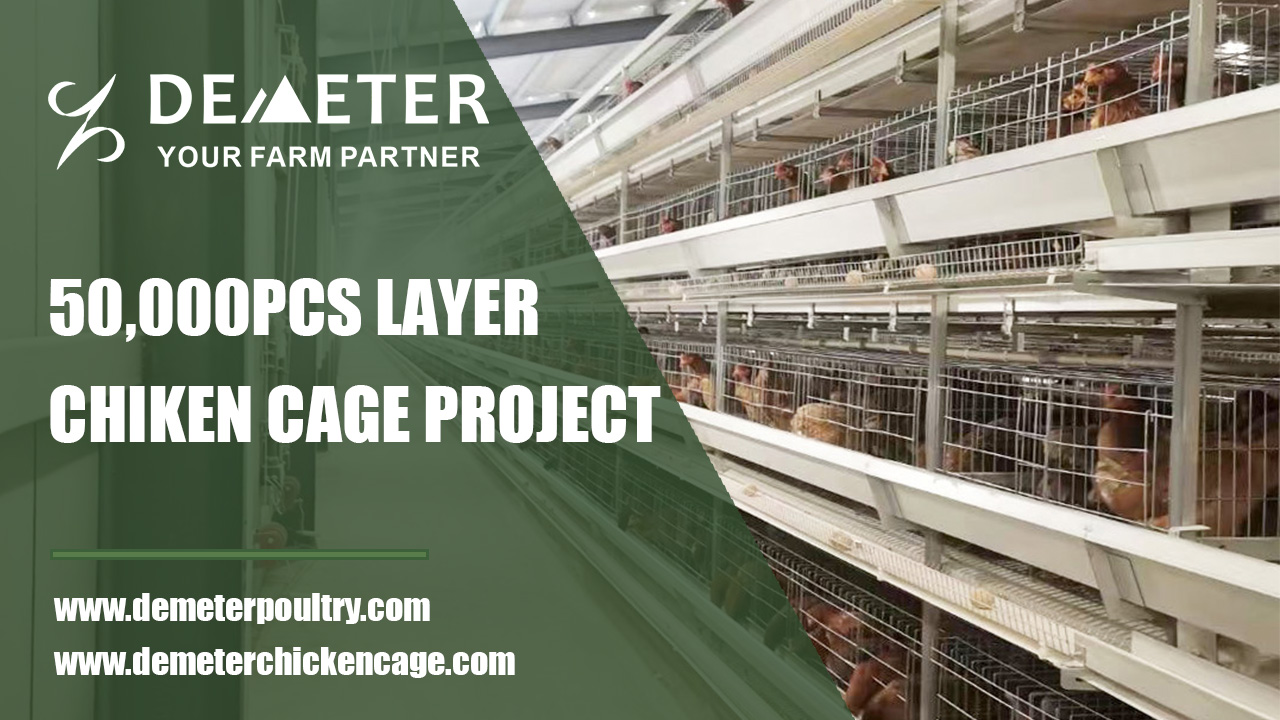 50,000pcs layer bird project in Melbourne Australia 5
