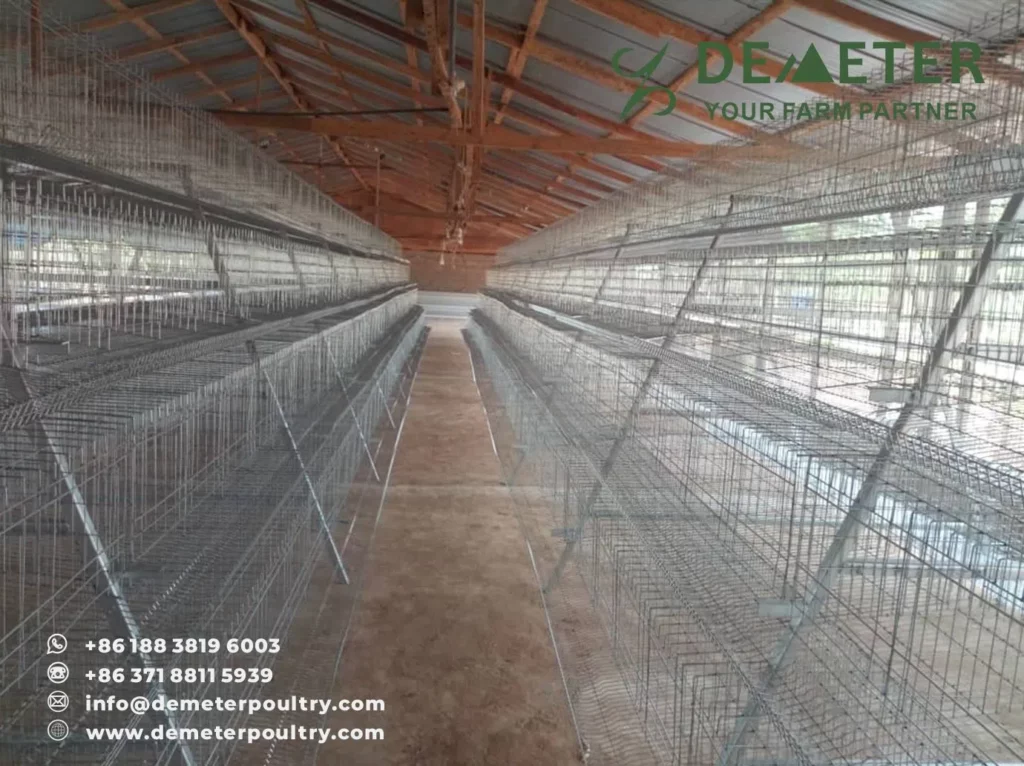 5,000PCS Layer Chicken Cage Project In Tamale Ghana 3