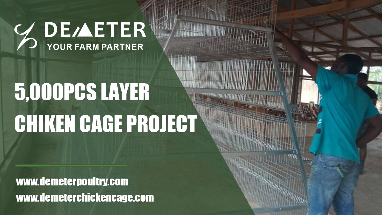 5,000PCS Layer Chicken Cage Project In Tamale Ghana