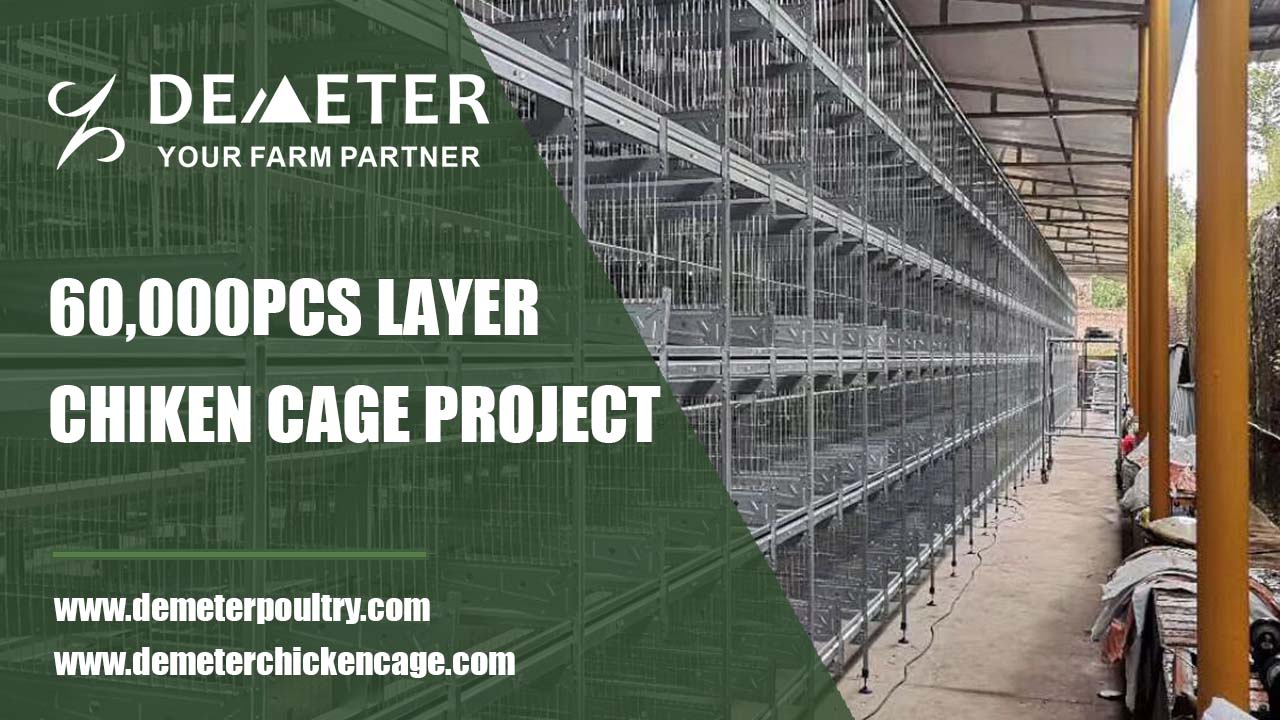 60,000pcs layer chicken cage project in Henan China 1