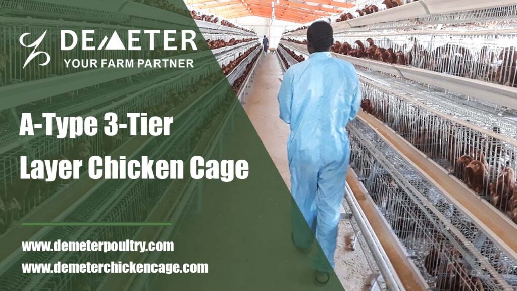 90 layer chicken cage