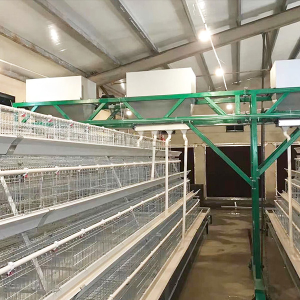 A-TYPE LAYER CHICKEN CAGE EGG COLLECTION SYSTEM