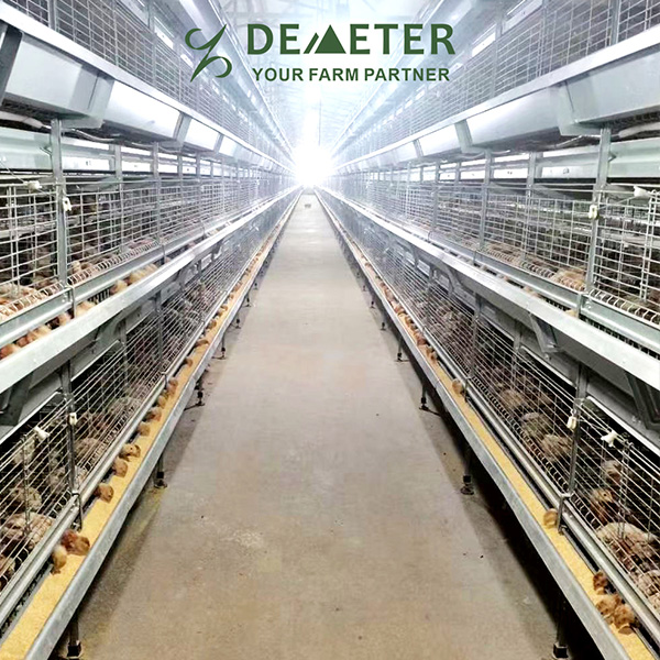 H-TYPE AUTO BROILER CHICKEN CAGE