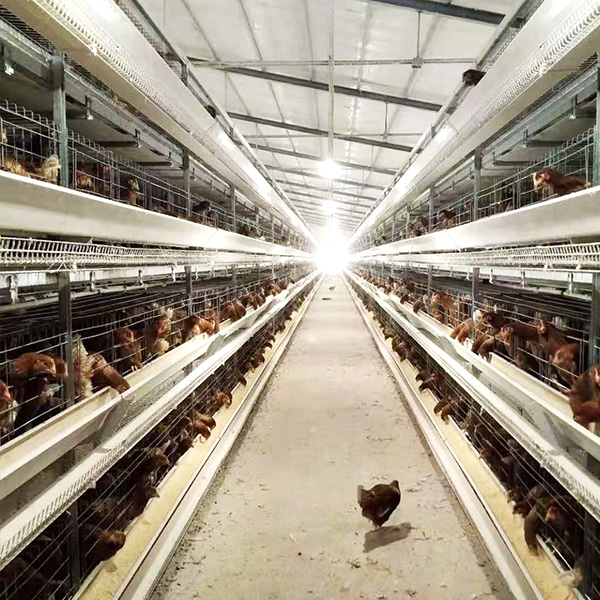 H-TYPE LAYER CHICKEN CAGE EGG COLLECTION SYSTEM