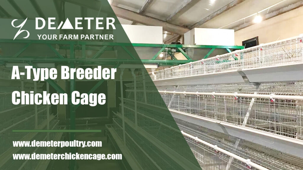 a type breeder chicken cage