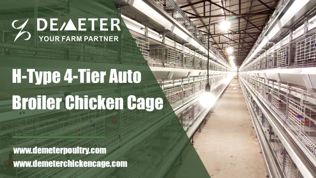 broiler chicken cage automatic system