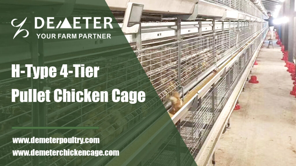 pullet chicken cage 1