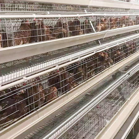 a type breeder chicken cage 1a type breeder chicken cage 1