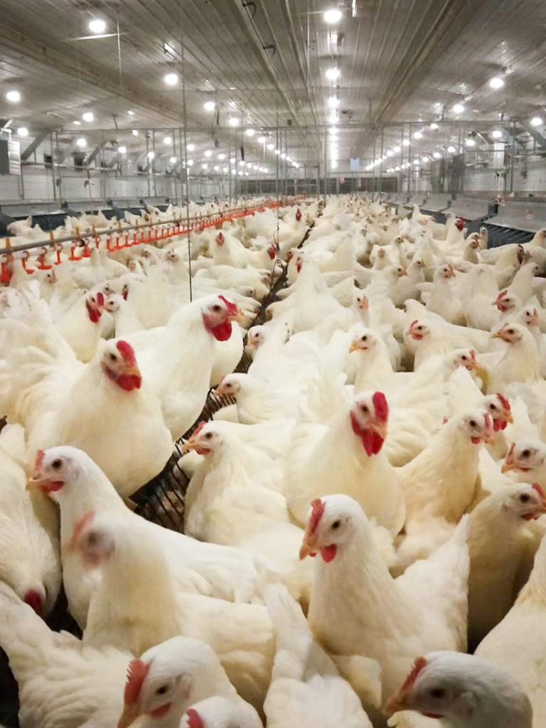 pan feeding breeder system, henan demeter machinery co., ltd chicken cage 2