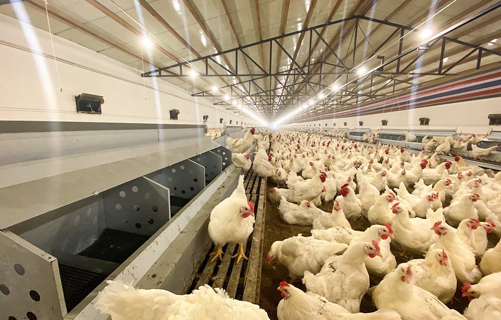 pan feeding breeder system, henan demeter machinery co., ltd chicken cage 2