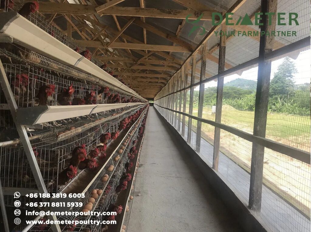 Layer chicken cage Accra 15,000pcs