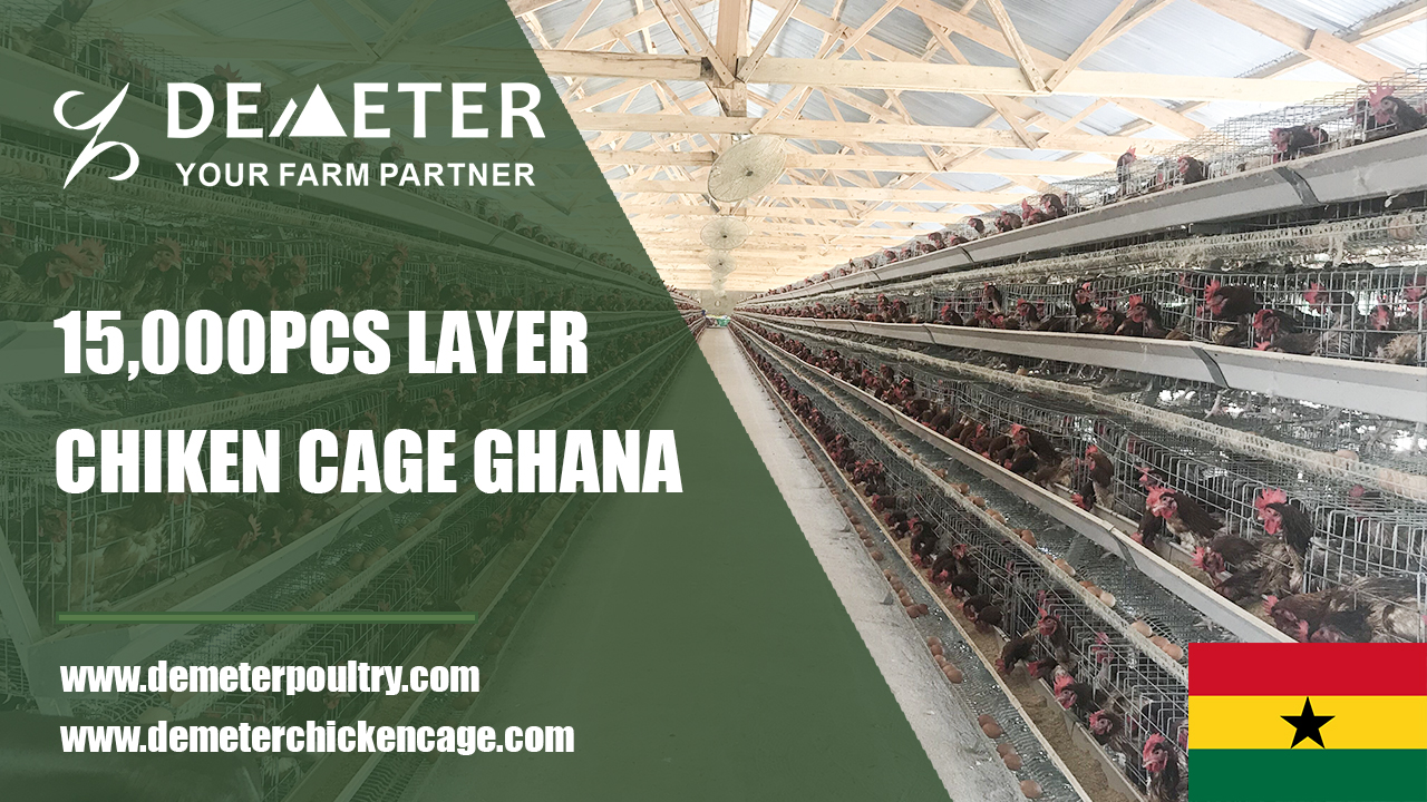 Layer chicken cage Accra 15,000pcs