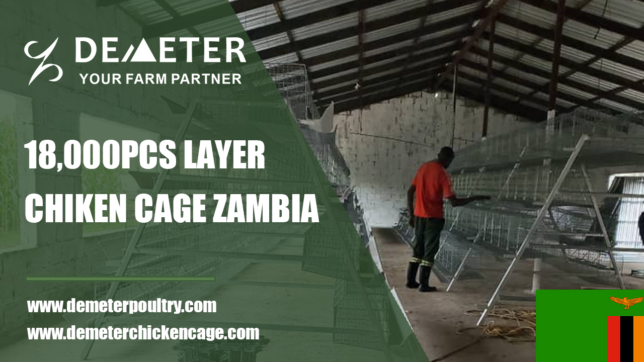 Layer Chicken Cage Zambia