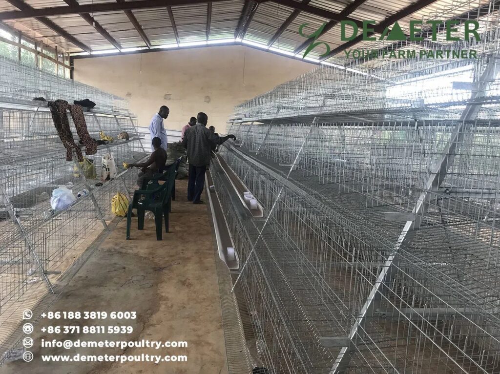 20,000PCS Layer Chicken Cage Project In Lagos Nigeria