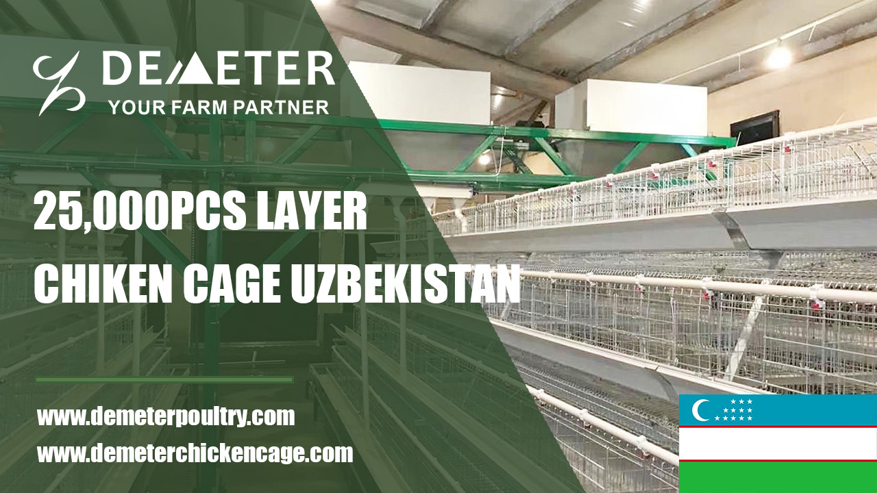 25,000pcs layer bird project in Tashkent Uzbekistan