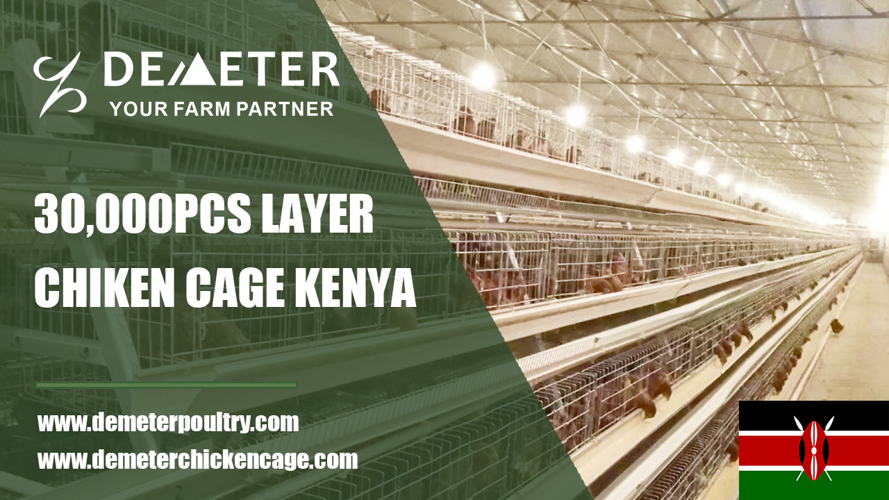Layer Chicken Cage Kenya