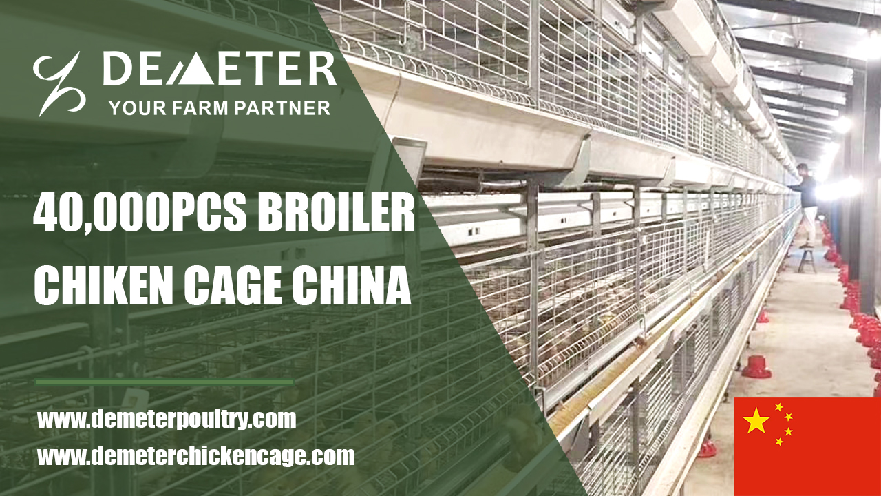 40,000PCS Broiler Chicken Cage Project In Hubei China
