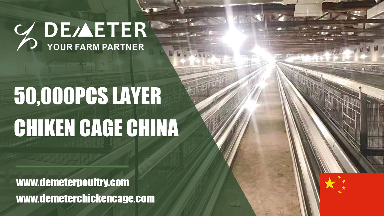 50,000PCS Layer Chicken Cage Project In Sichuan China