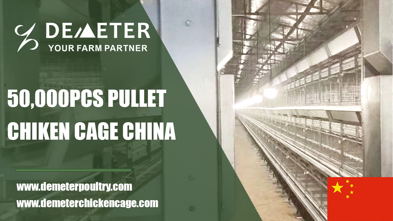50,000PCS Pullet Chicken Cage Project In Hebei China
