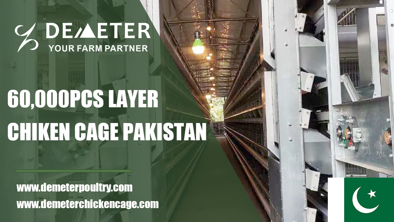 60,000PCS Layer Chicken Cage Project In Lahore Pakistan