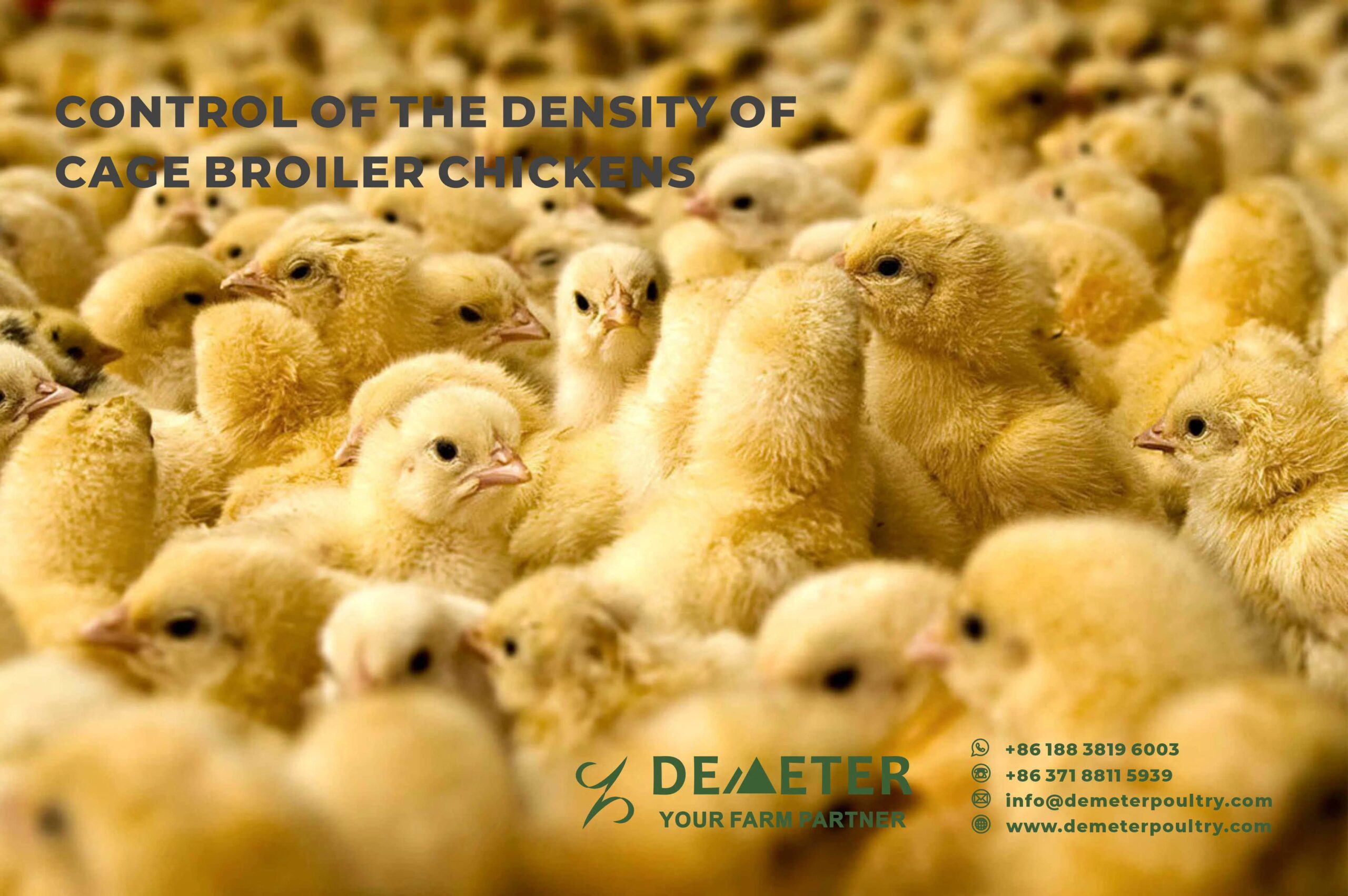 Control Of The Density Of Caged Broiler Chickens