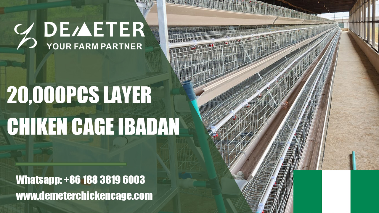 chicken cage, layer chicken cage, layer battery cage system, chicken cage Ibadan, layer chicken cage Nigeria
