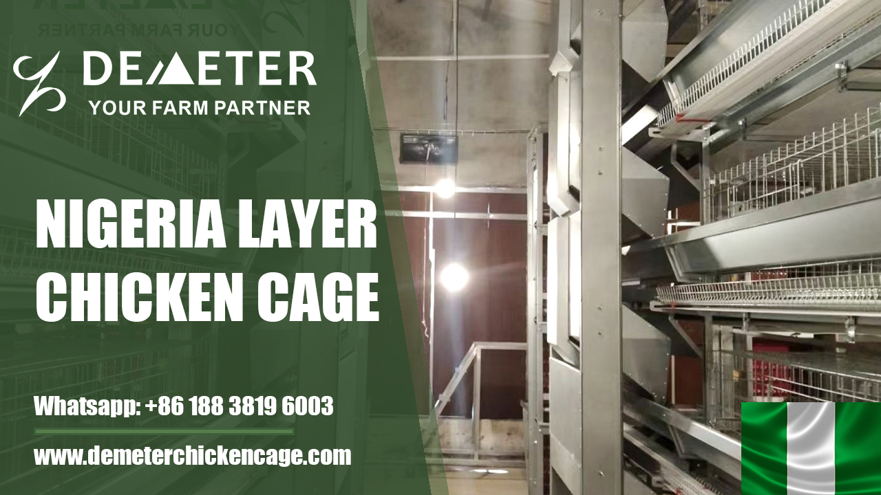 Poultry cages Nigeria, chicken cage, layer chicken cage, demeter africa chicken cage supplier, battery cage system, layer cage for sale in Africa