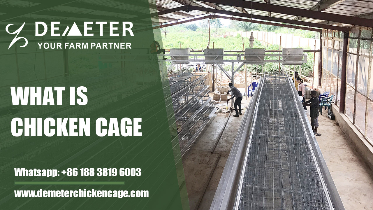 what is chicken cage--chicken cage system